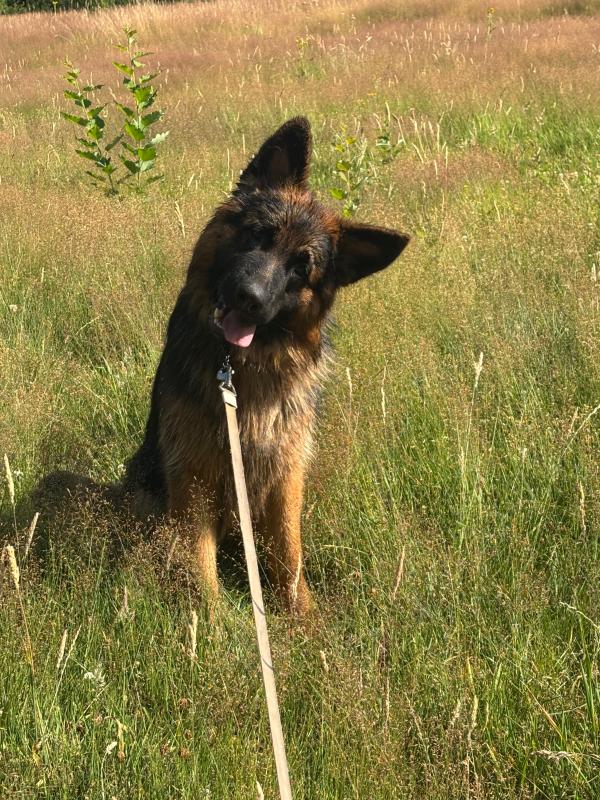 Balou