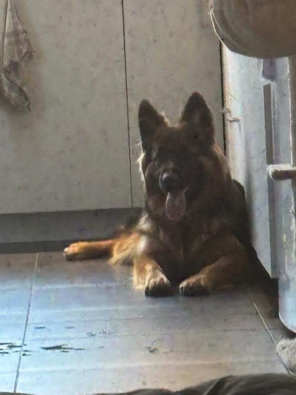 Balou