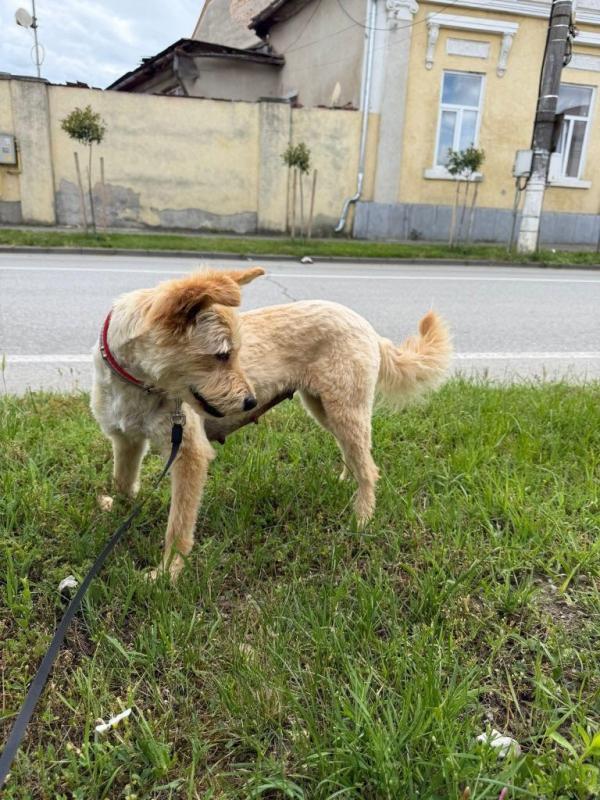 Elka
