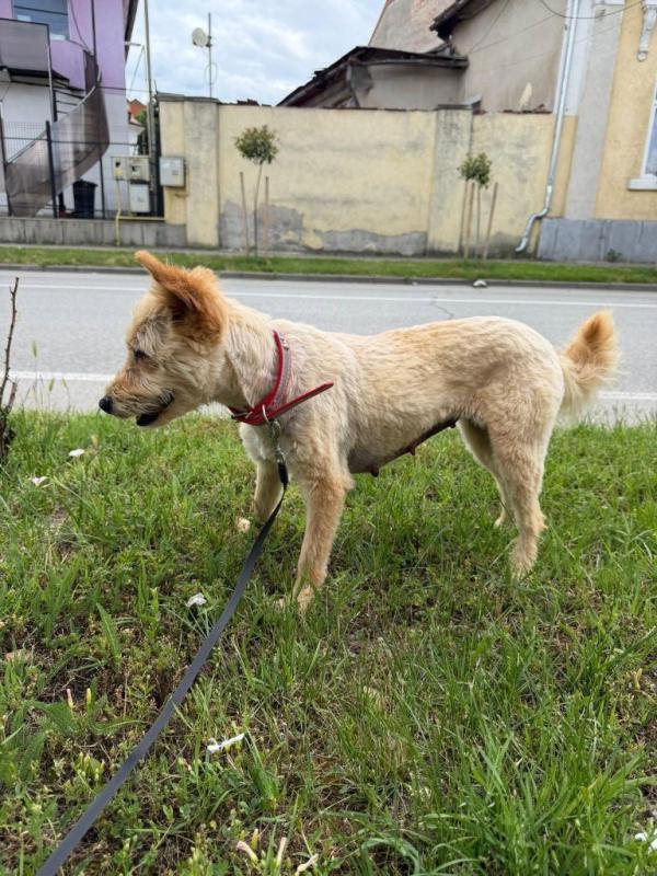 Elka