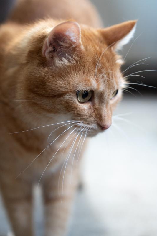 Sam