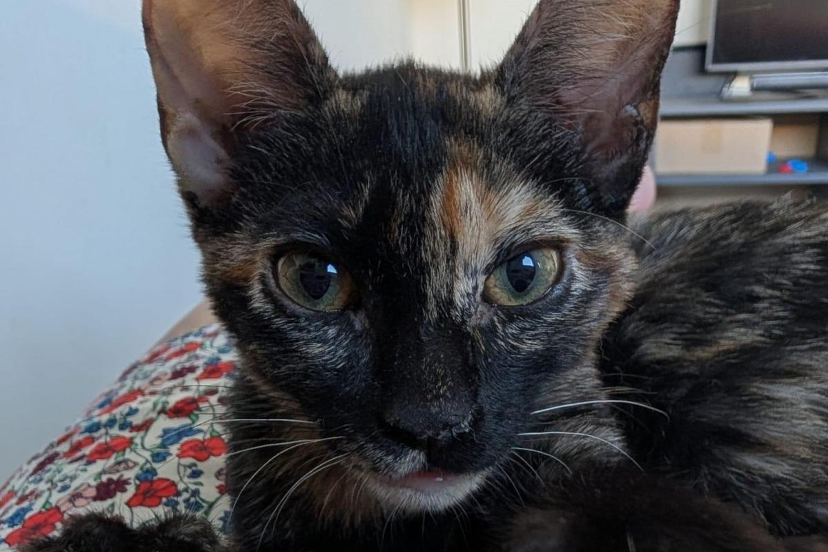 Chili