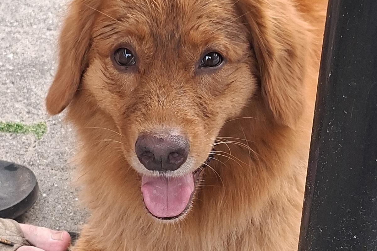 Lyo