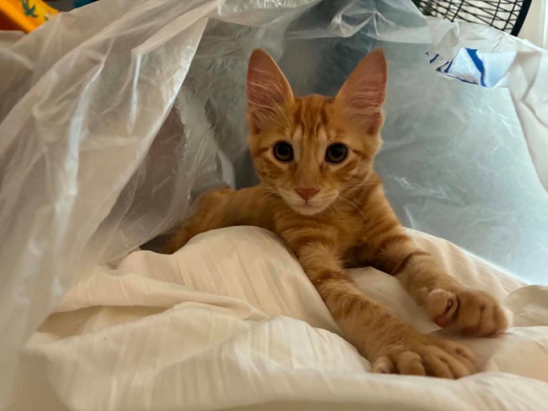 Alphie