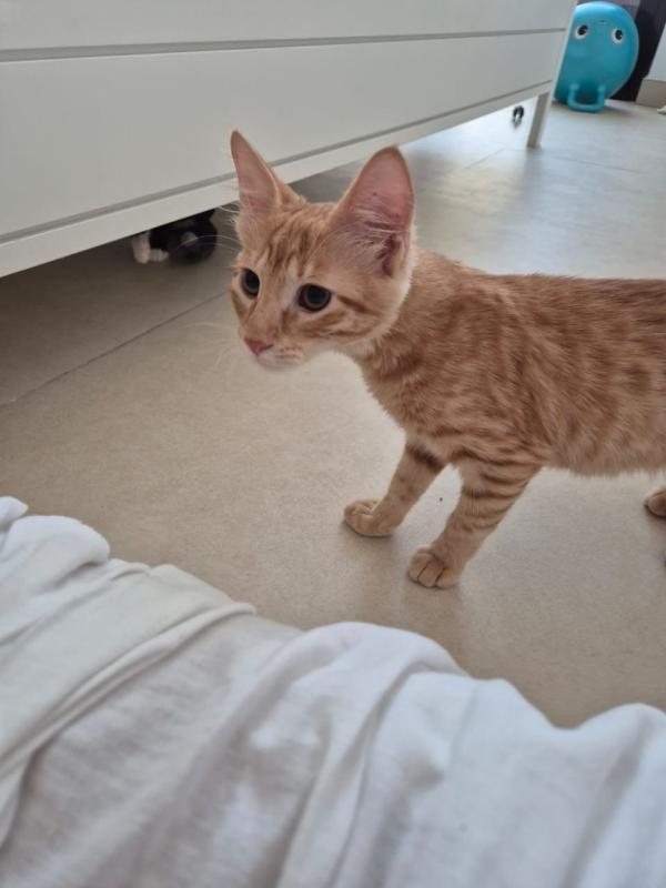 Alphie