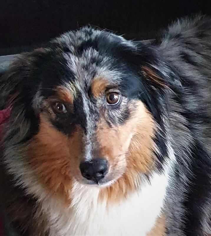 Flokky