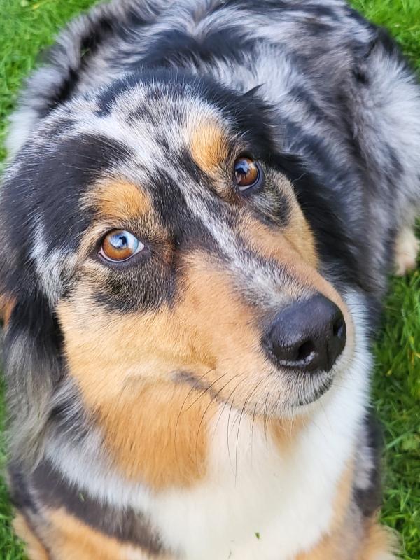 Flokky