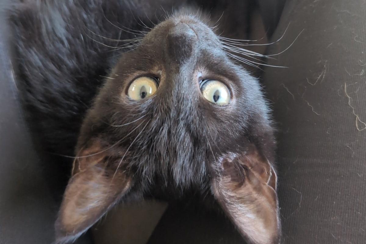 Oreo