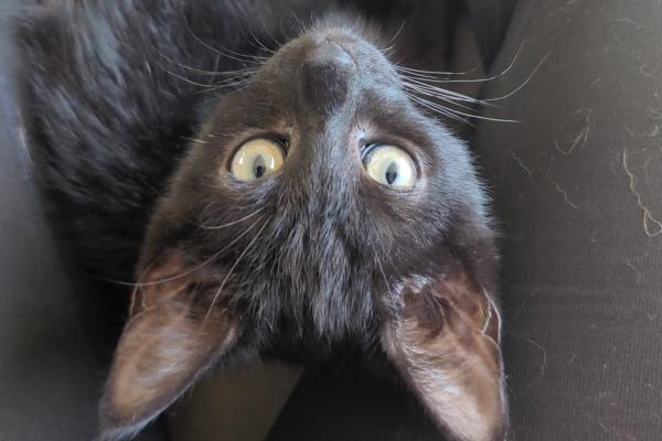 Oreo