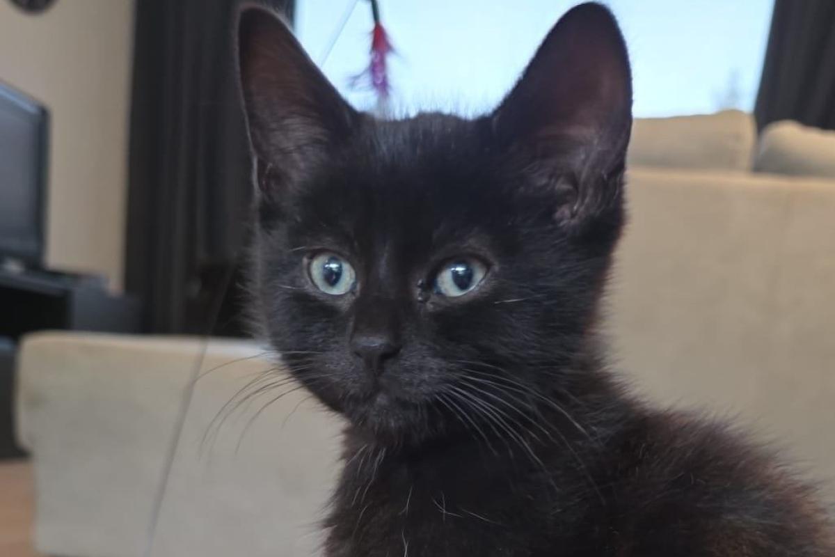 Oreo