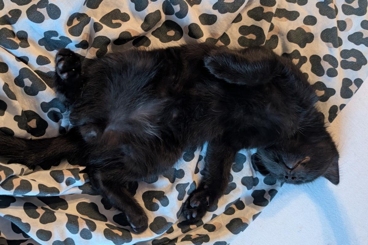 Oreo