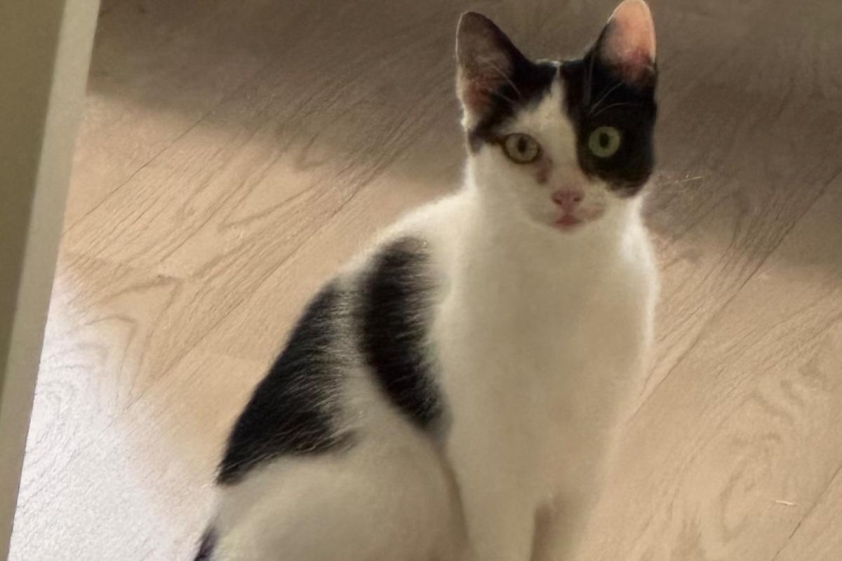Miep