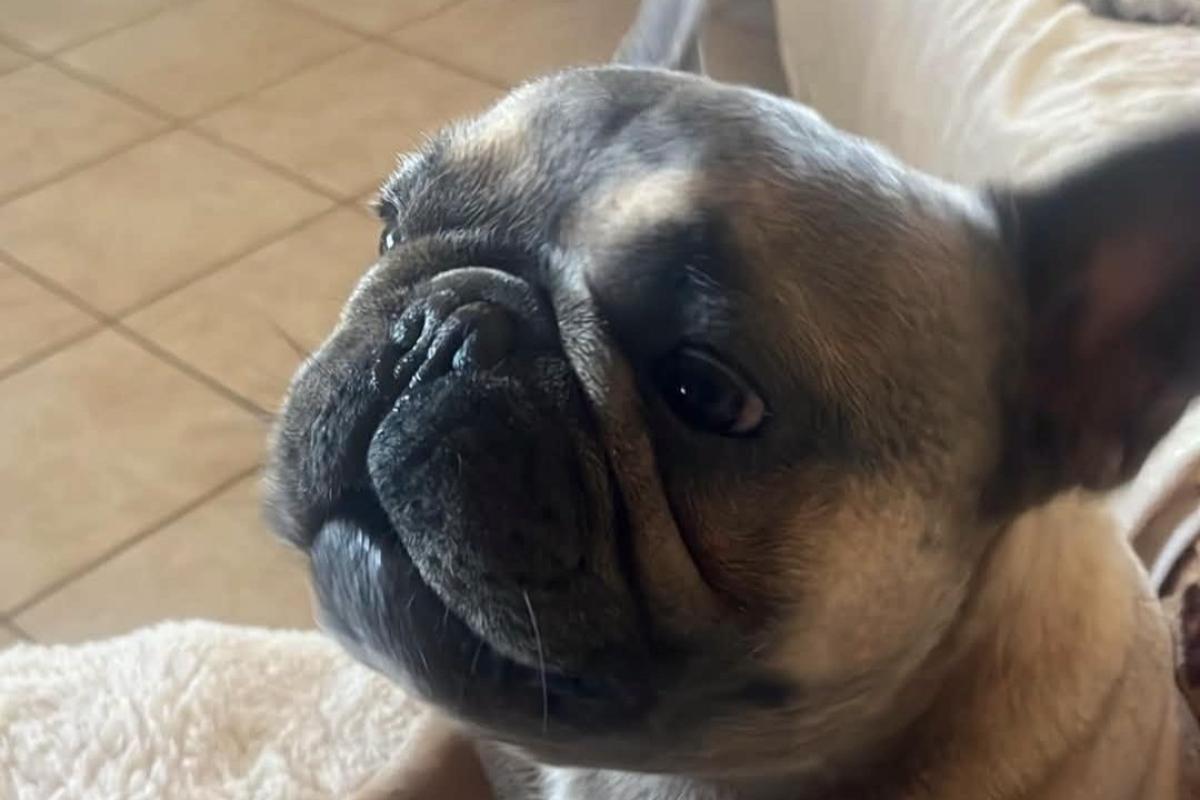 Bubba