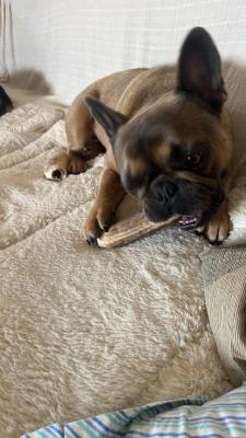 Bubba