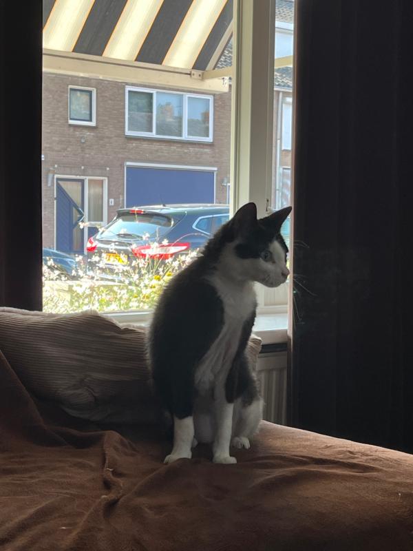 Coco