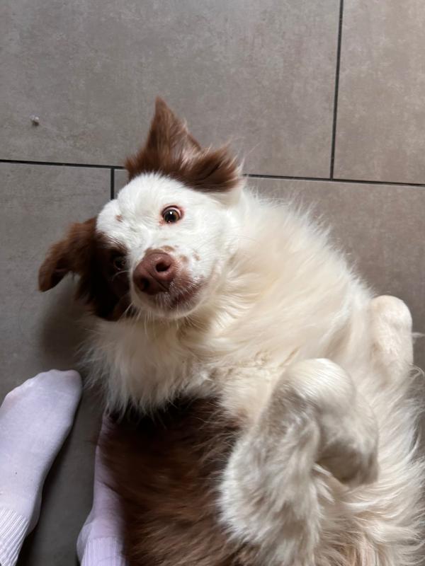 Buddy