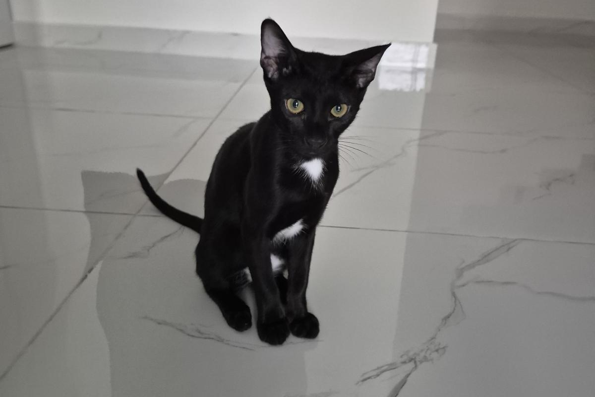 Pele