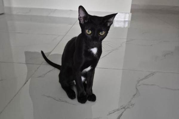 Pele
