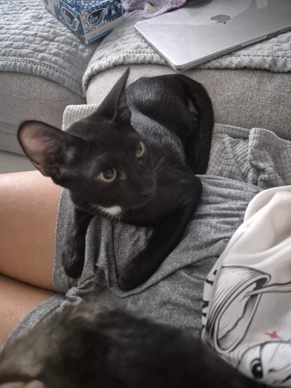 Pele