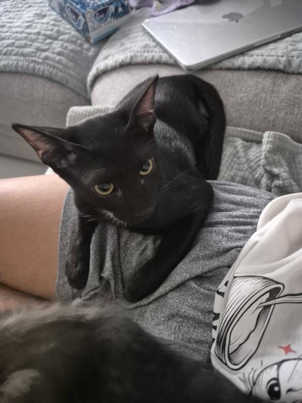 Pele