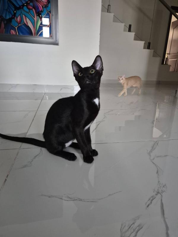 Pele