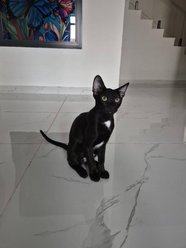 Pele