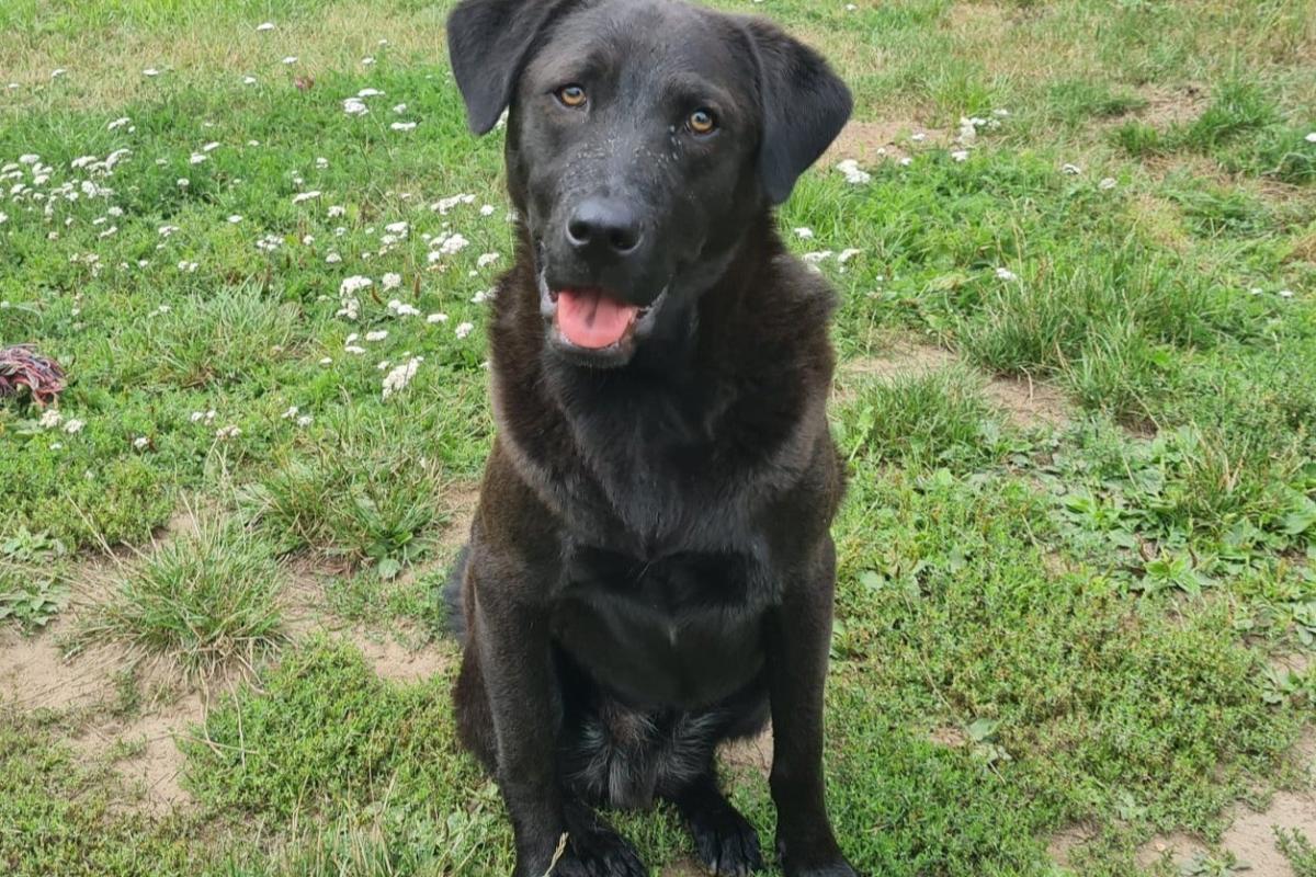 Hugo