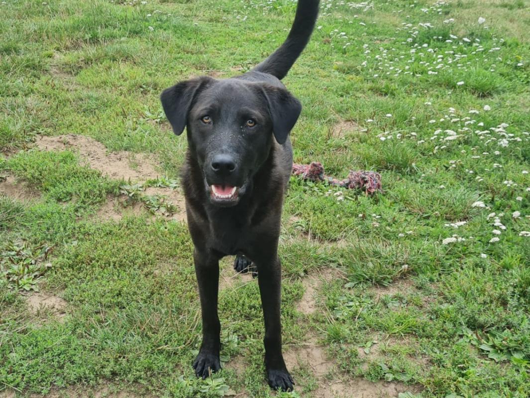Hugo