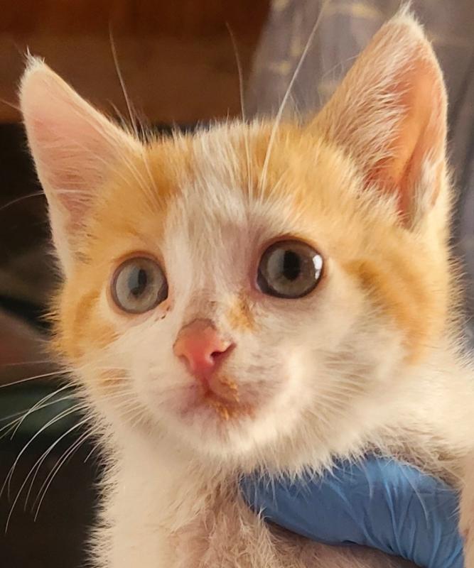 Pili