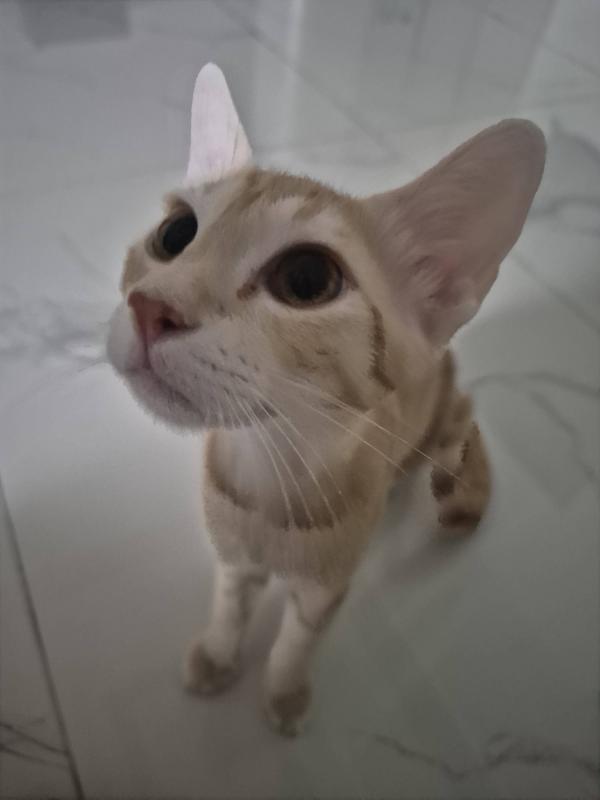 Mia
