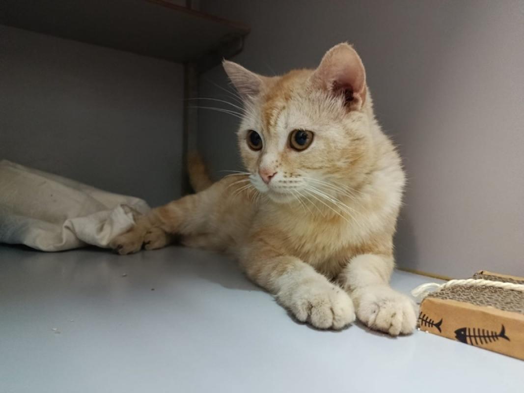 Alfonso