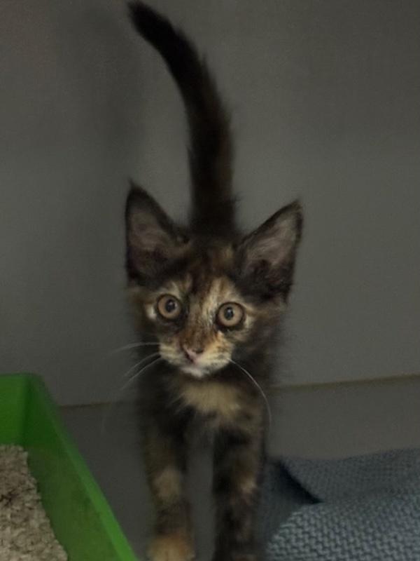 Margarita