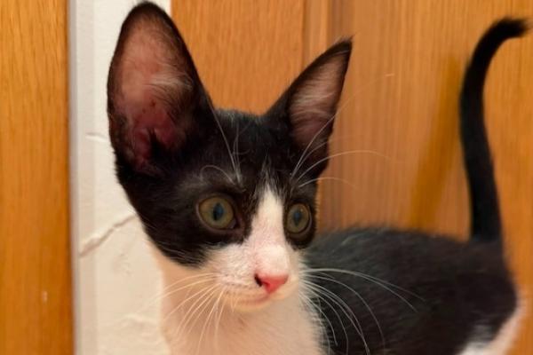 Tom