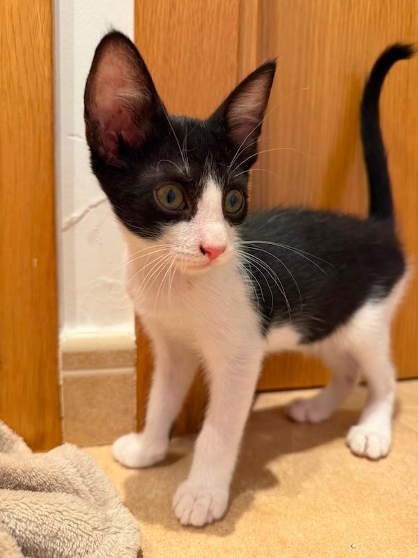 Tom