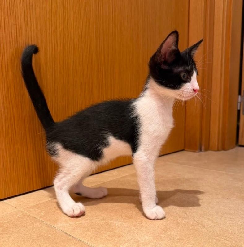 Tom