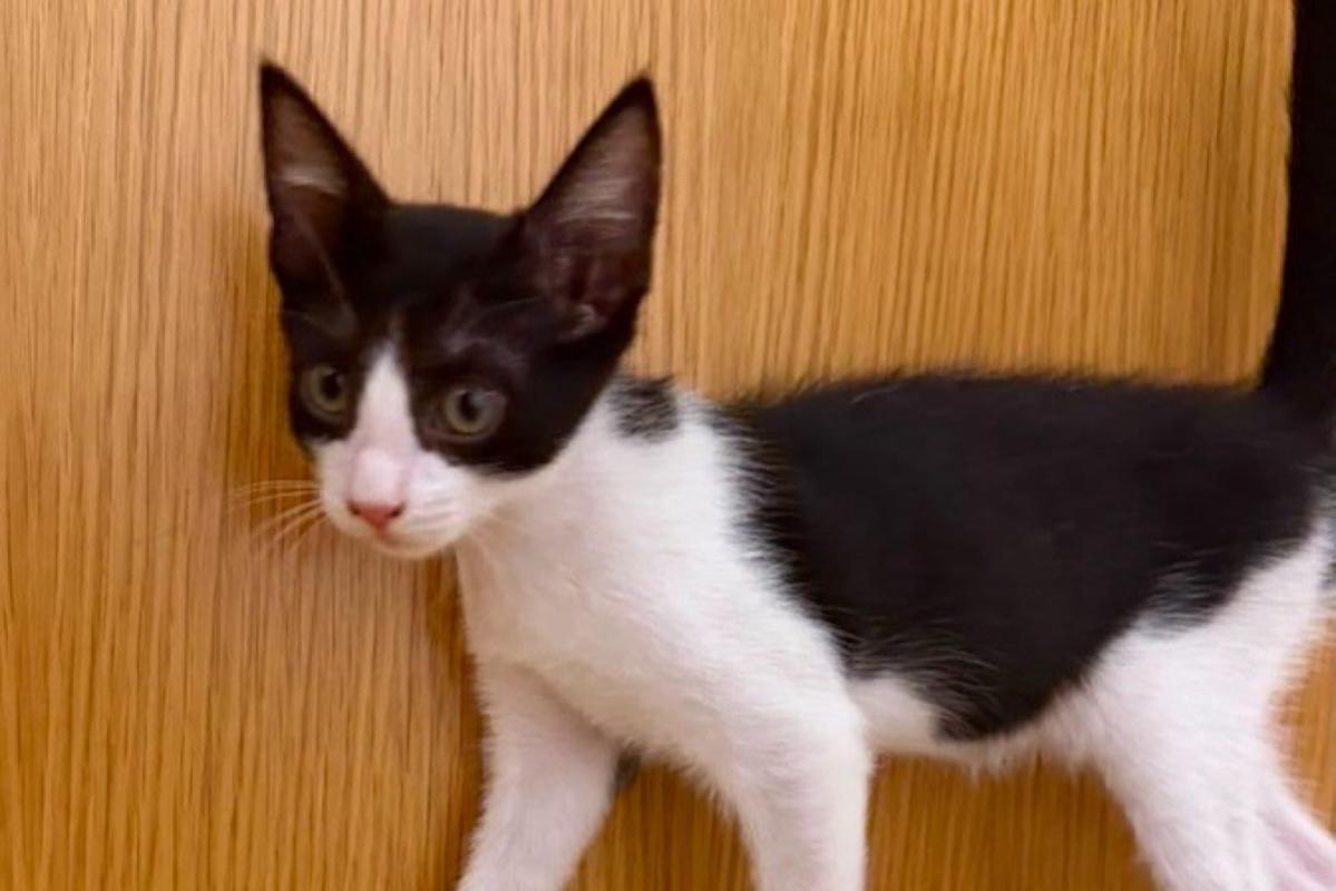 Tom