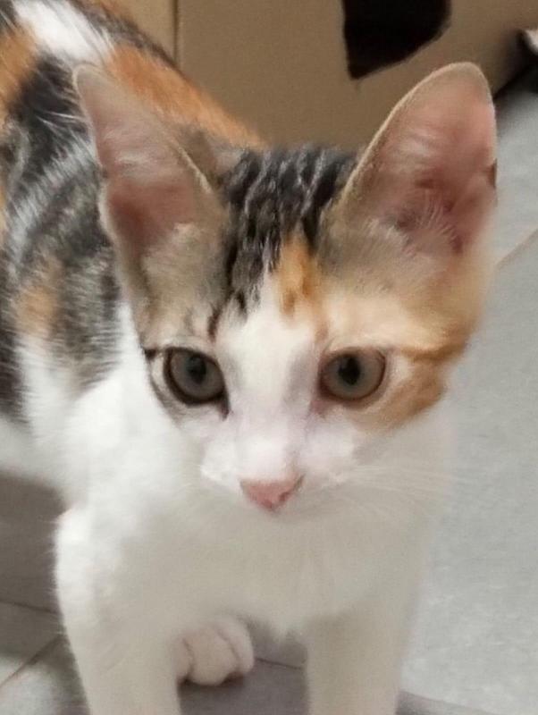 Moka