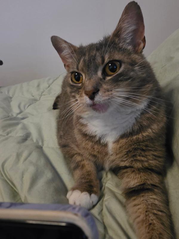 Tommie
