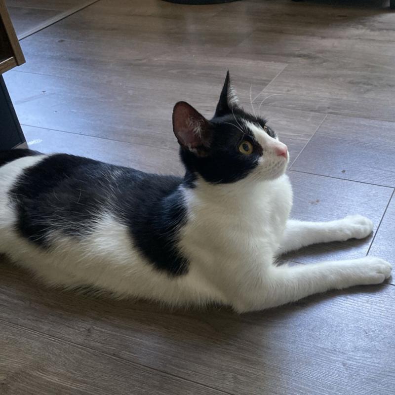 Toby