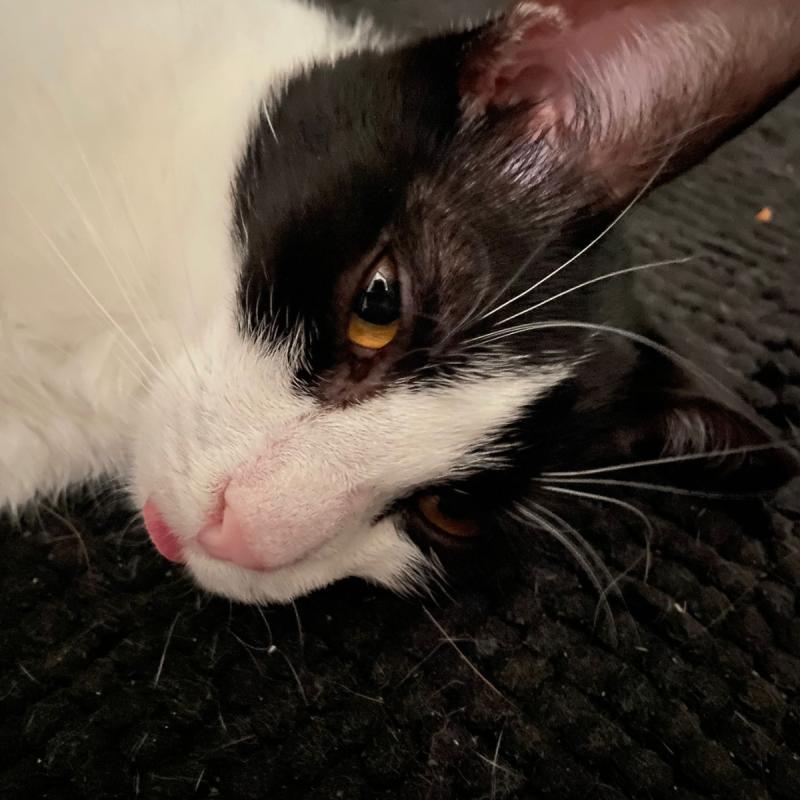 Toby