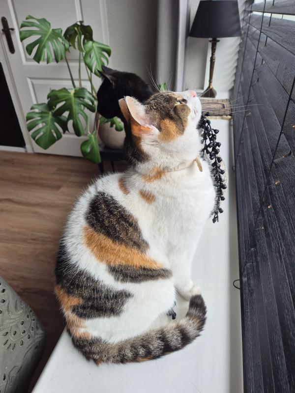 Lilly