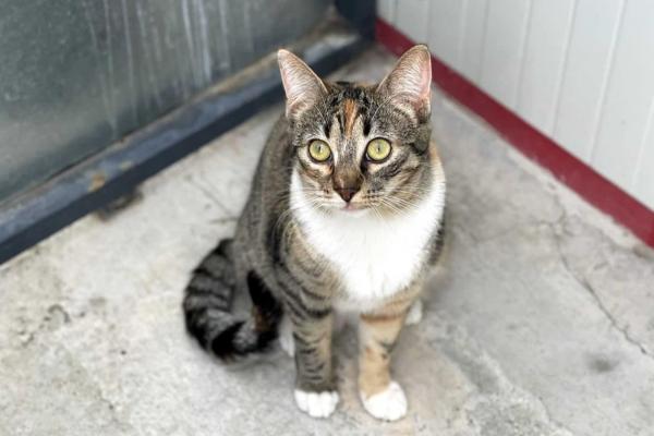 Dora