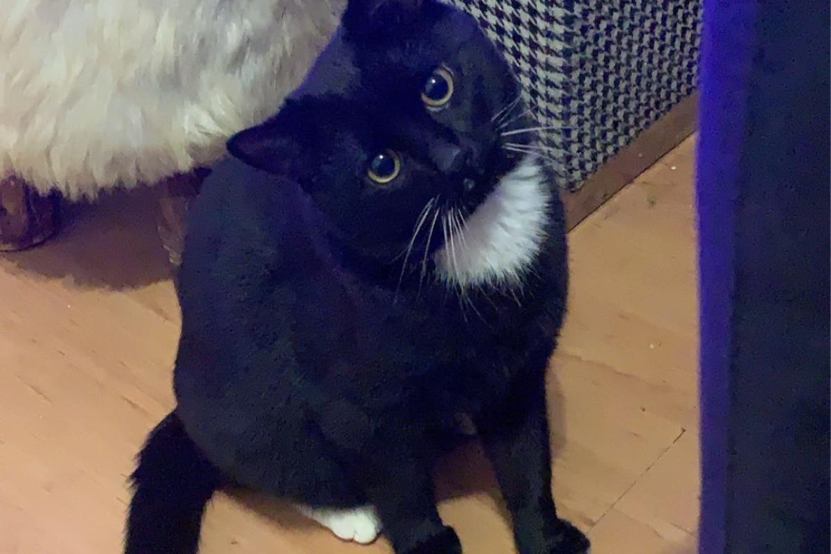 Shiva