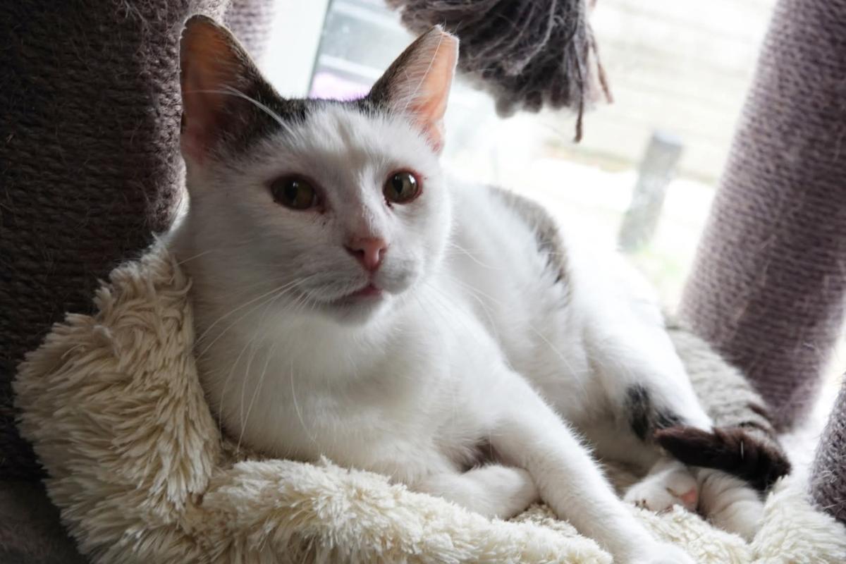 Figo