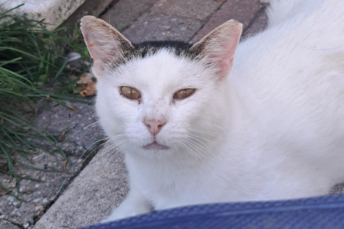 Figo