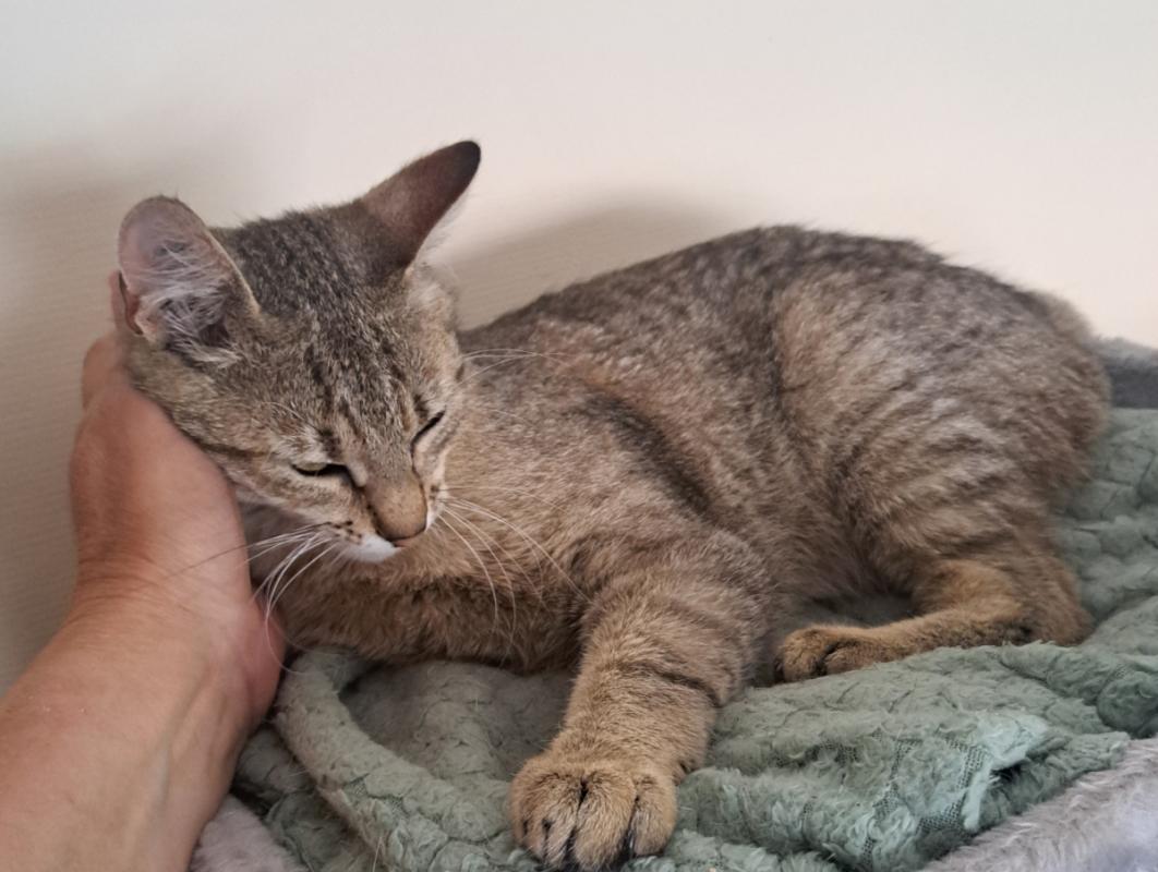 Bubu