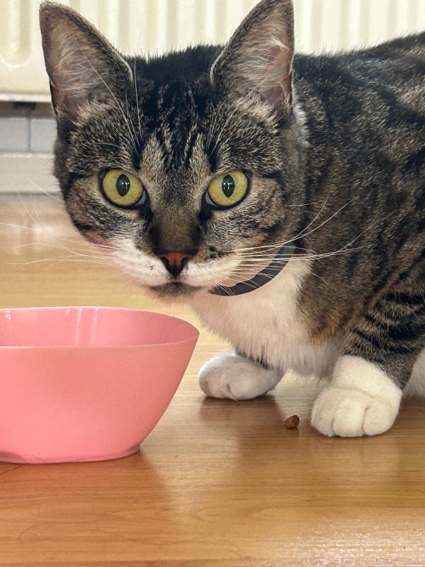 Mollie