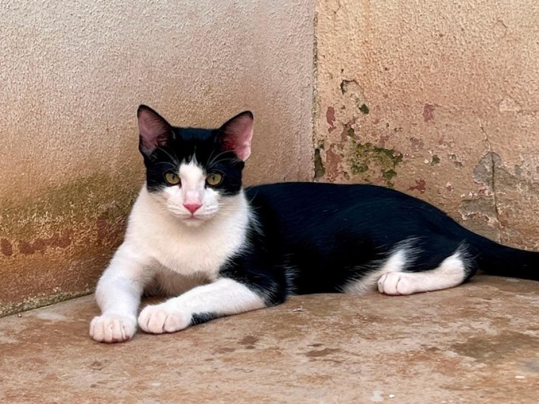 Benito