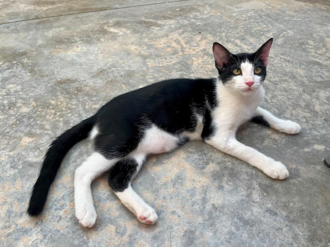 Benito
