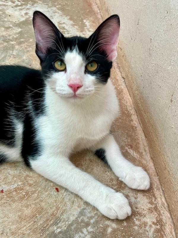Benito